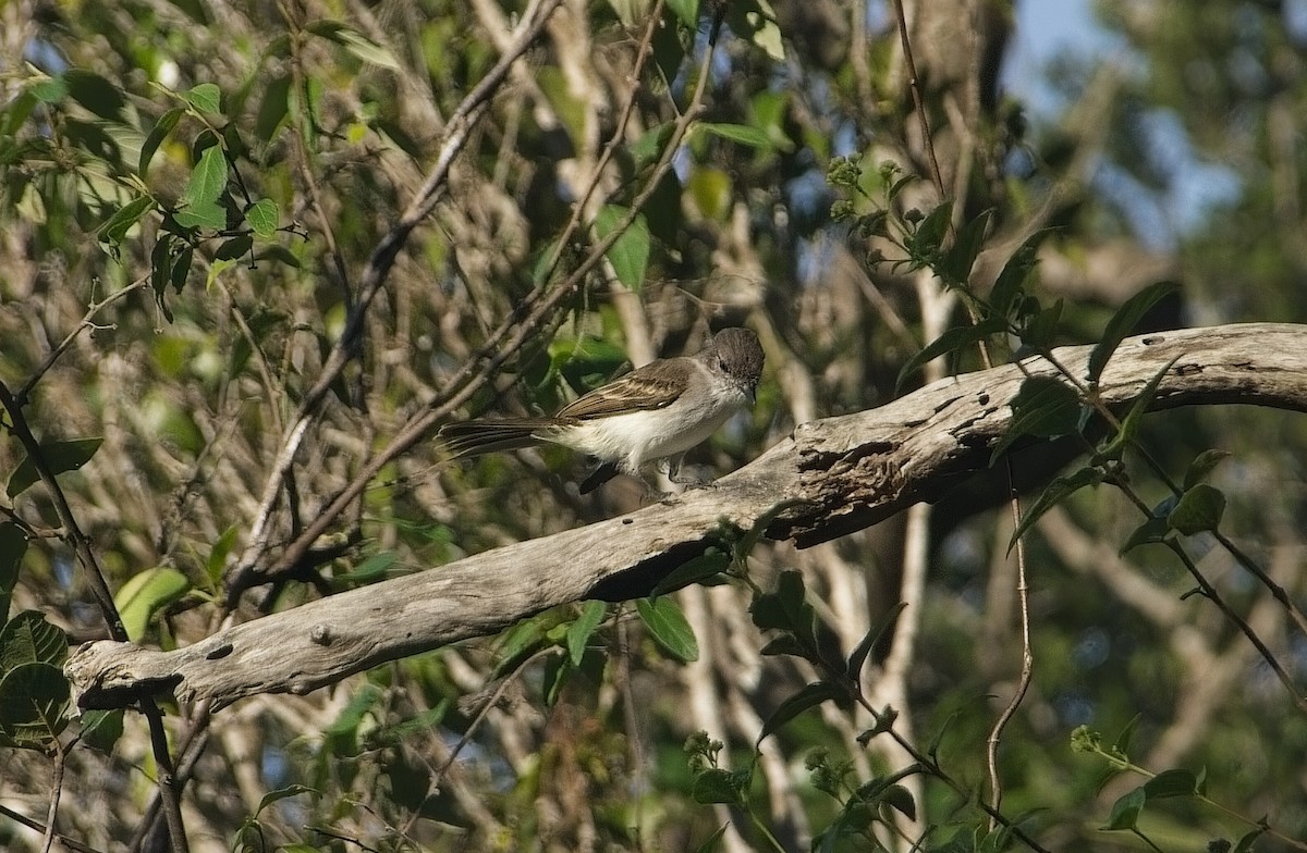Puerto Rican Flycatcher - ML641214760
