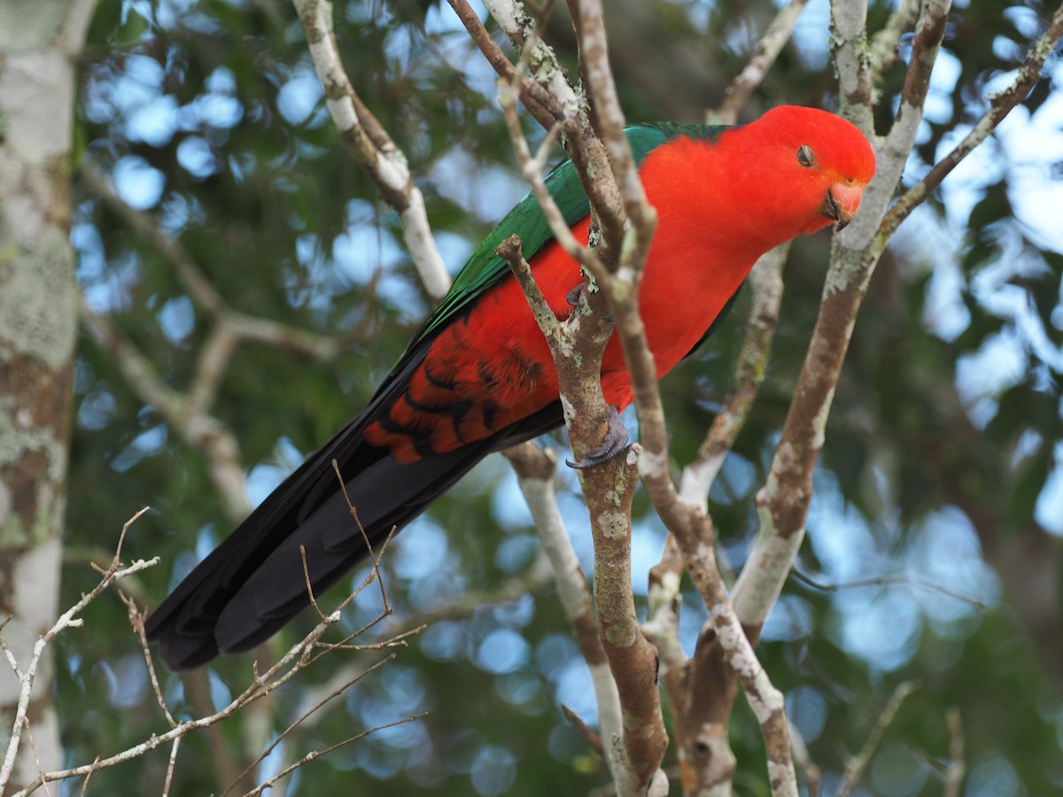 Australian King-Parrot - ML641214766