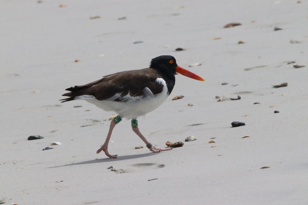 American Oystercatcher - ML641214788