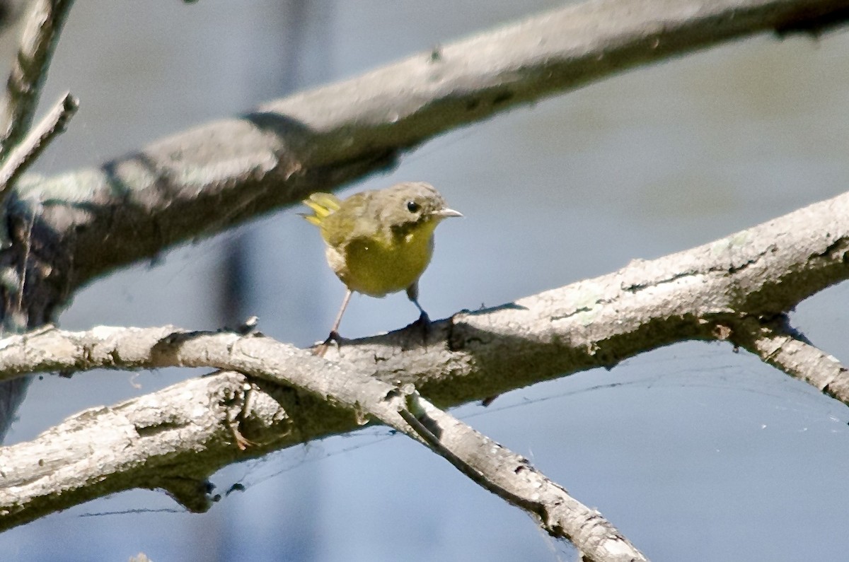 Common Yellowthroat - ML641214870