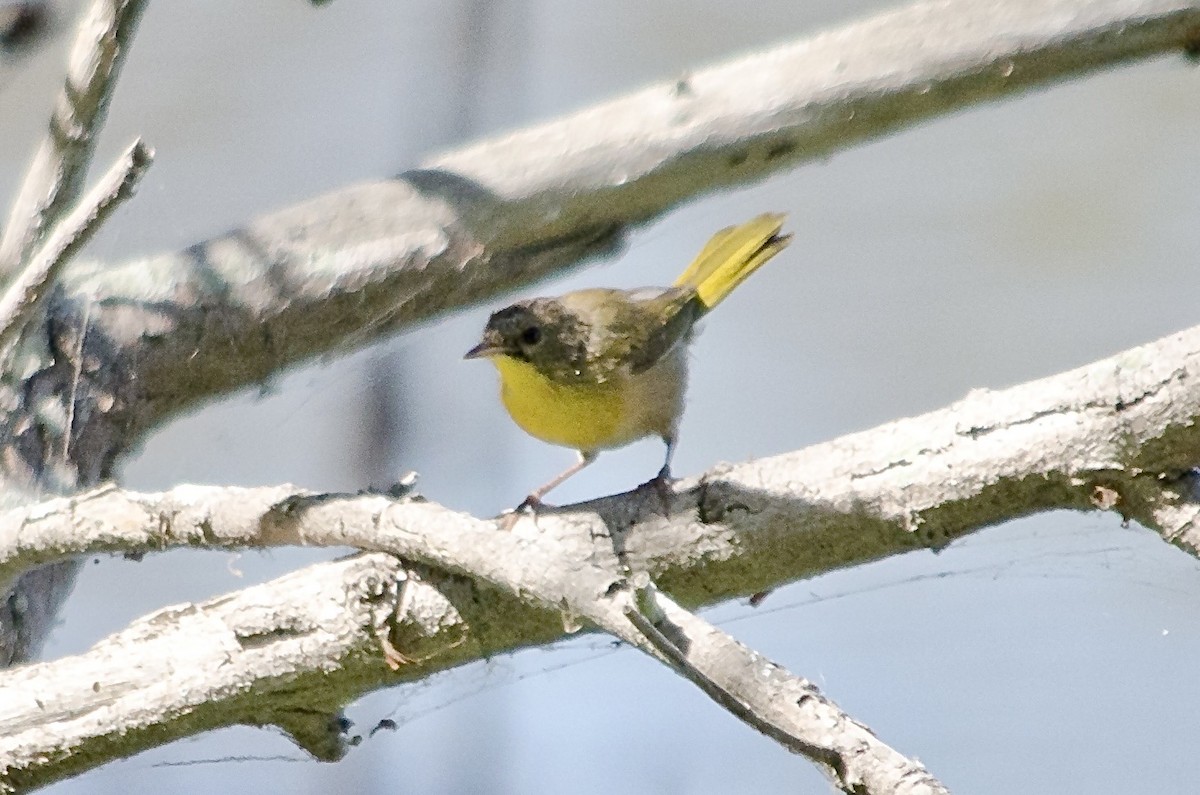 Common Yellowthroat - ML641214871