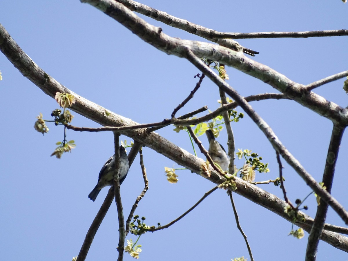 Plain-colored Tanager - ML641214926
