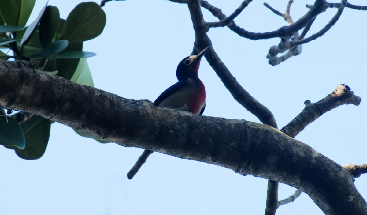 Puerto Rican Woodpecker - ML641214981