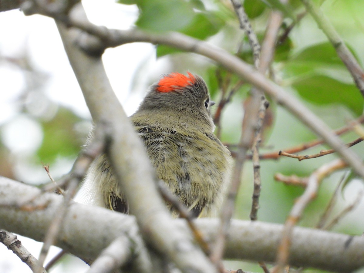Ruby-crowned Kinglet - ML641215001