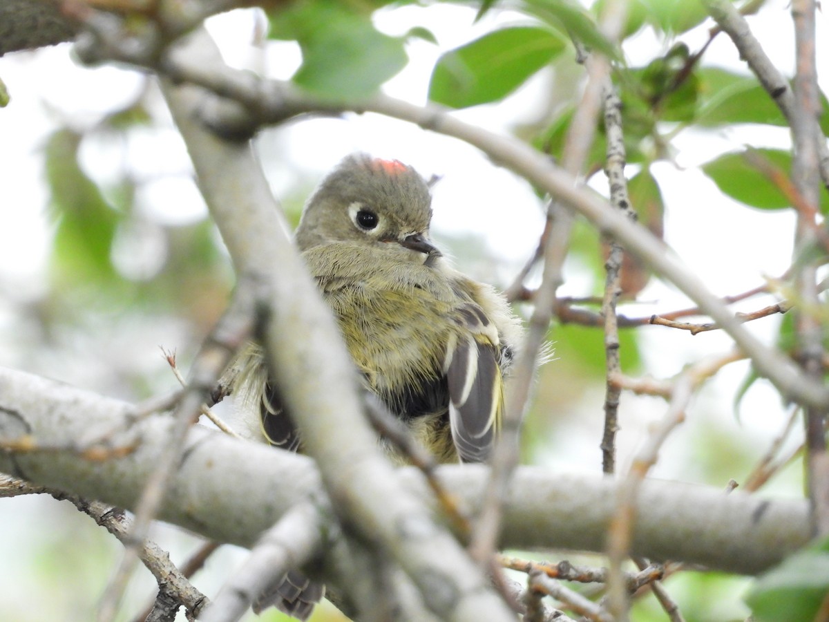 Ruby-crowned Kinglet - ML641215002