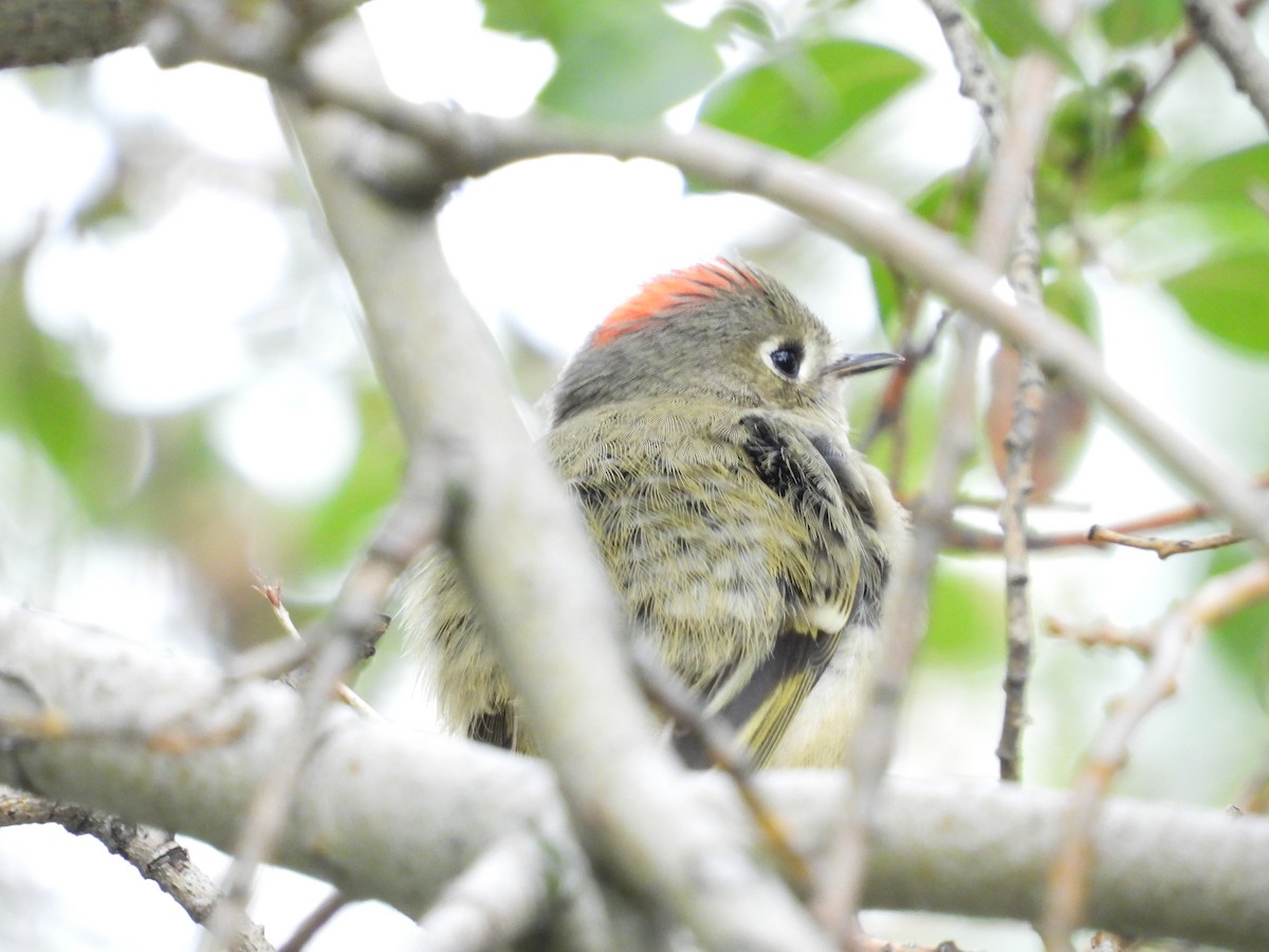 Ruby-crowned Kinglet - ML641215003