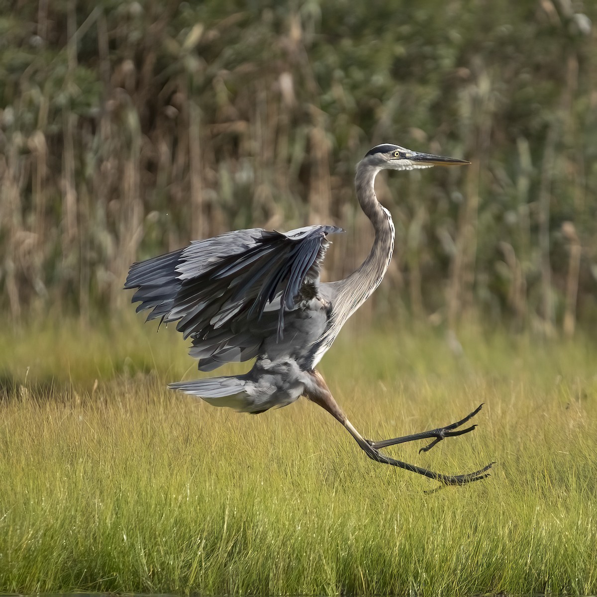 Great Blue Heron - ML641215019