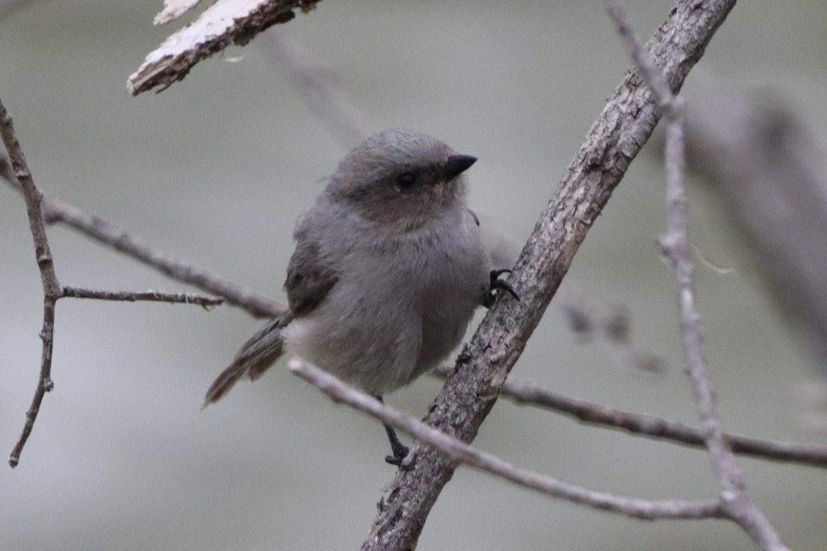 Bushtit - ML641215056