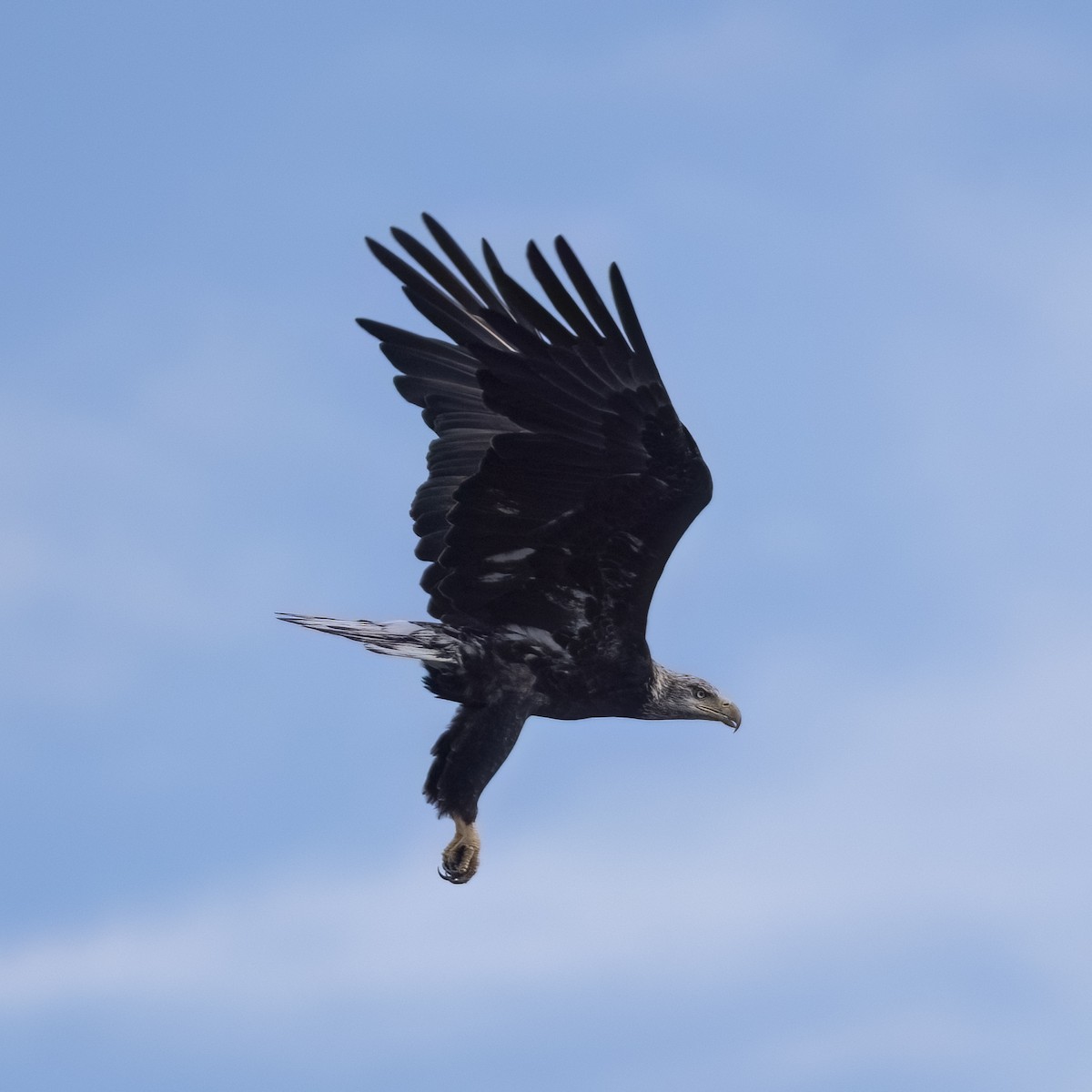 Bald Eagle - ML641215063