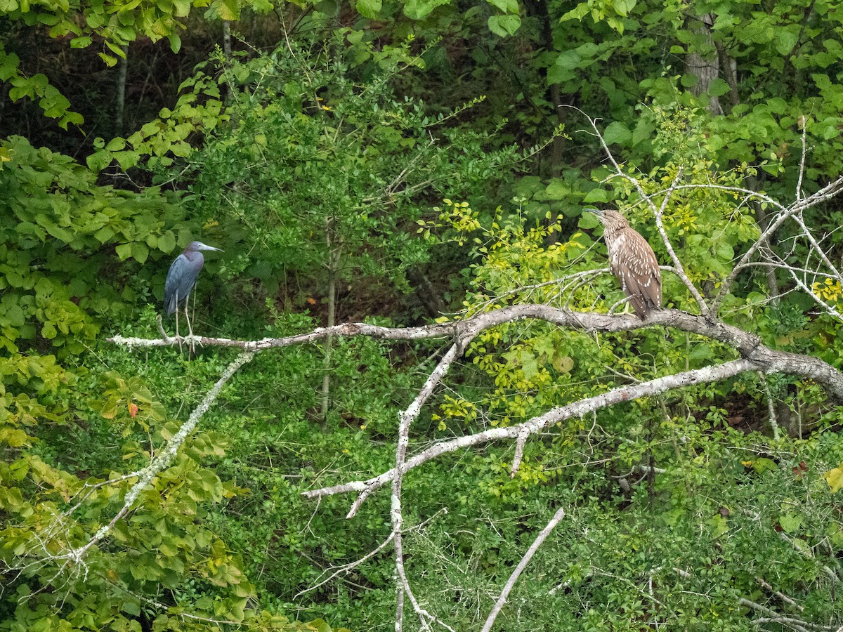 Black-crowned Night Heron - ML641215085