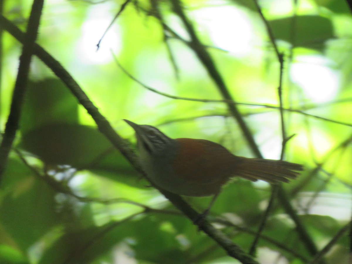 Whiskered Wren - ML641215156