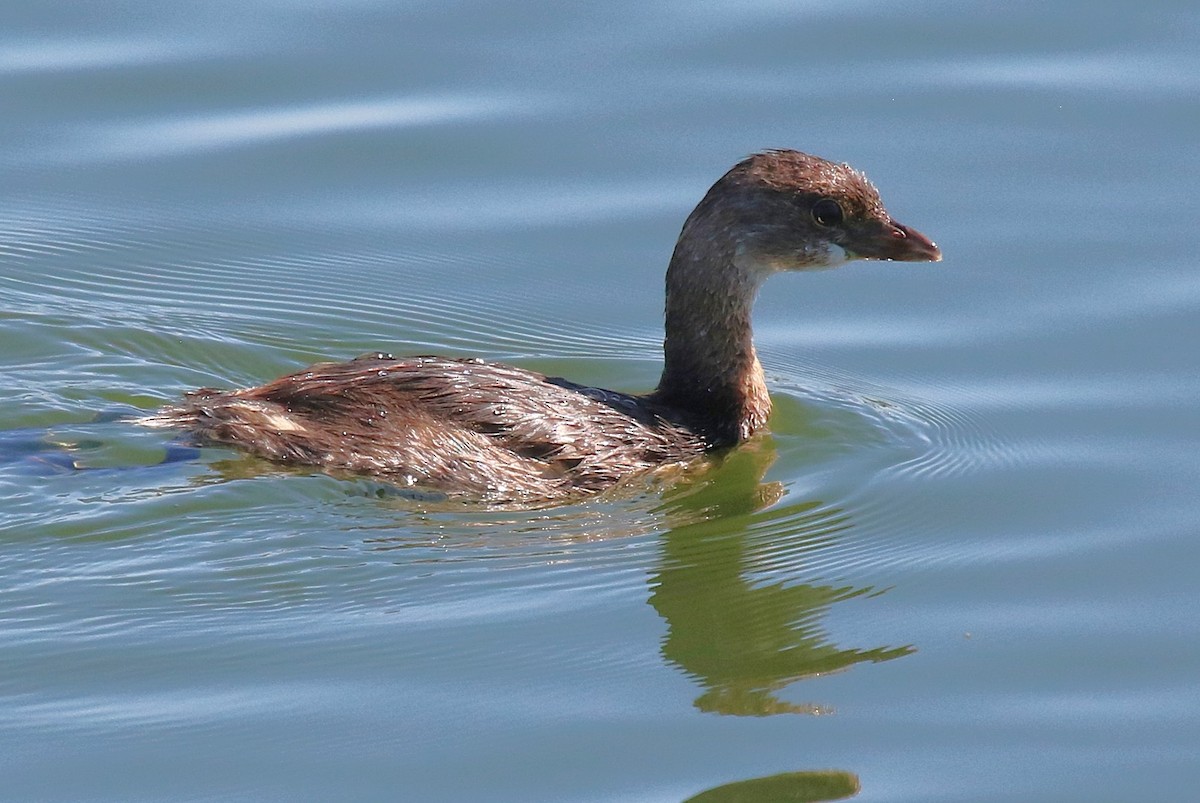 Pied-billed Grebe - ML641215165