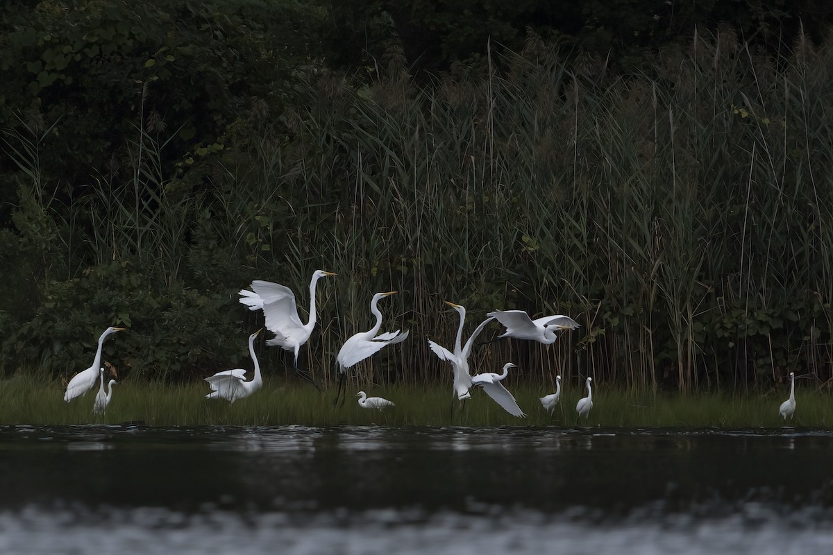 Great Egret - ML641215204