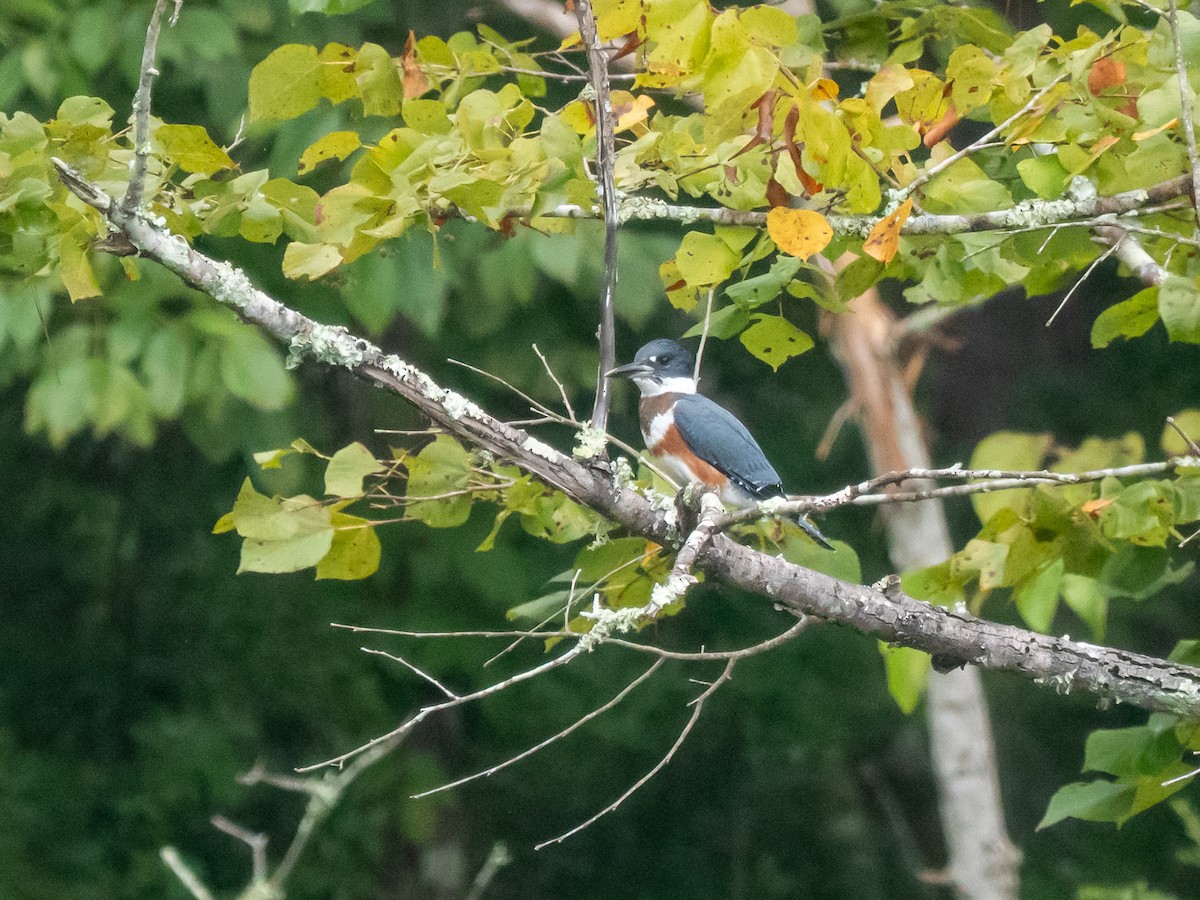 Belted Kingfisher - ML641215223