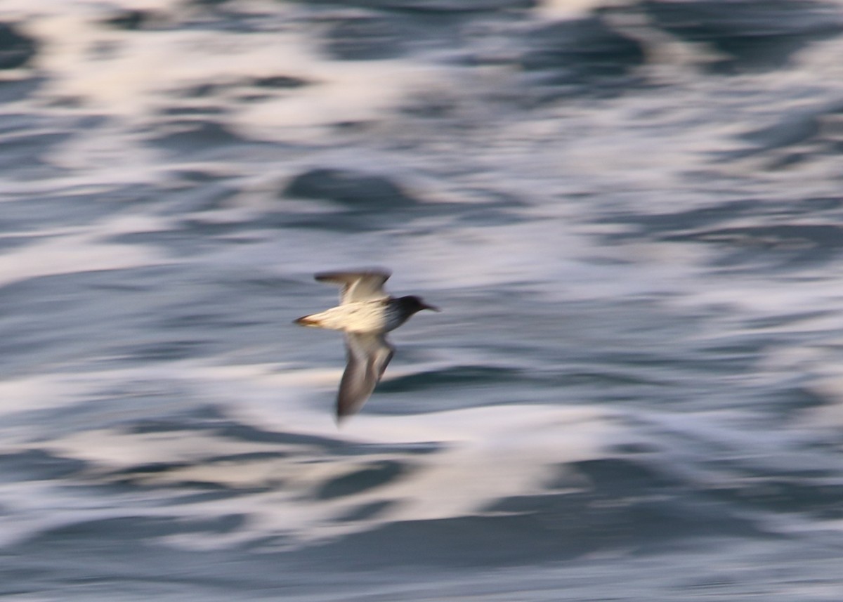 Rock Sandpiper - ML641215301