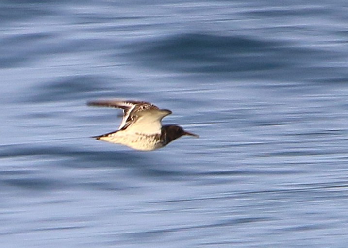 Rock Sandpiper - ML641215302