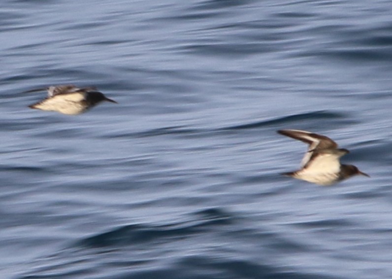 Rock Sandpiper - ML641215303