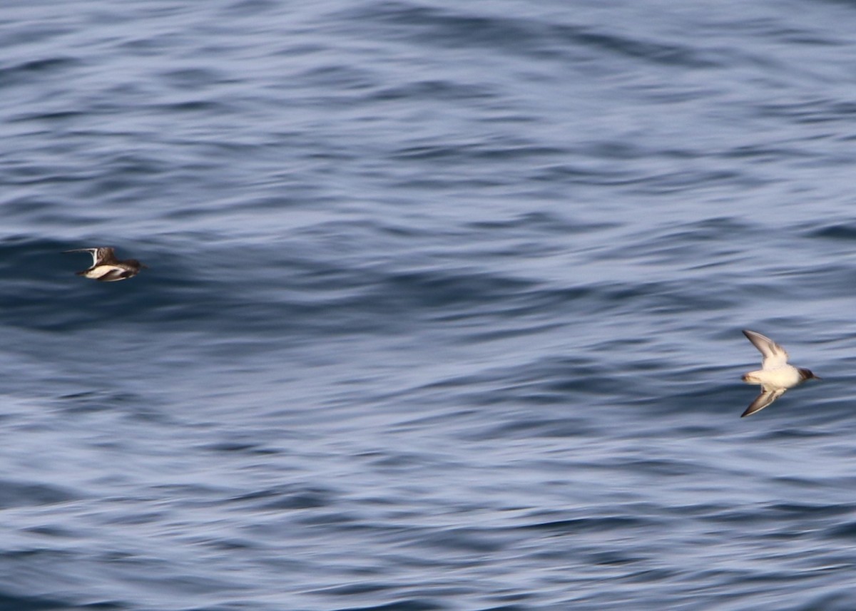 Rock Sandpiper - ML641215304