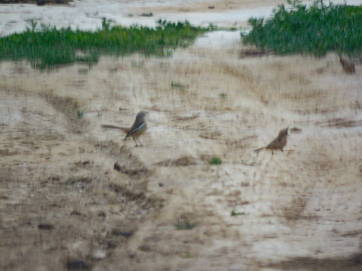 White-banded Mockingbird - ML641215329