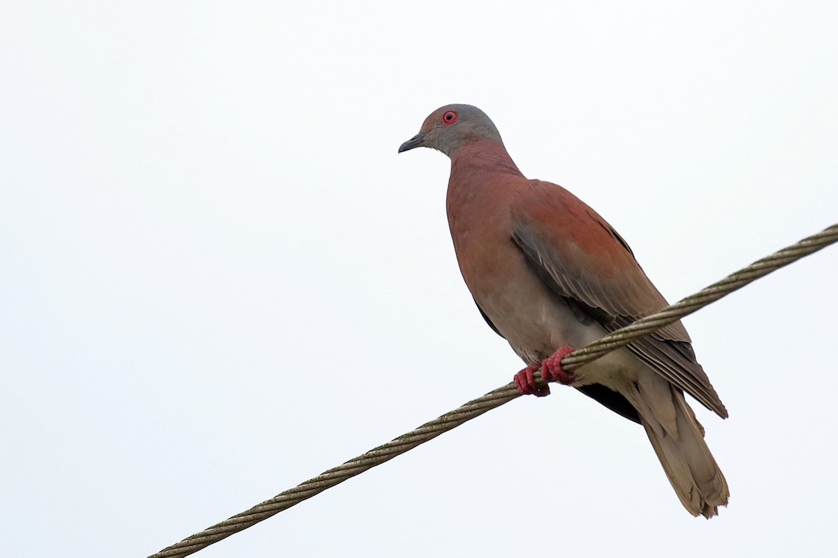 Pale-vented Pigeon - ML641215343