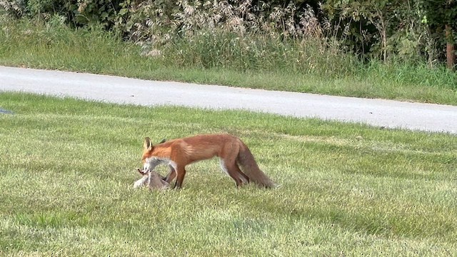 Animals - ML641215413