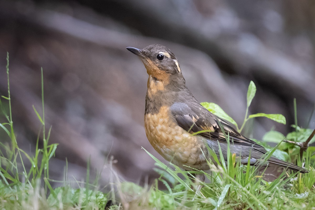 Varied Thrush - ML641215428