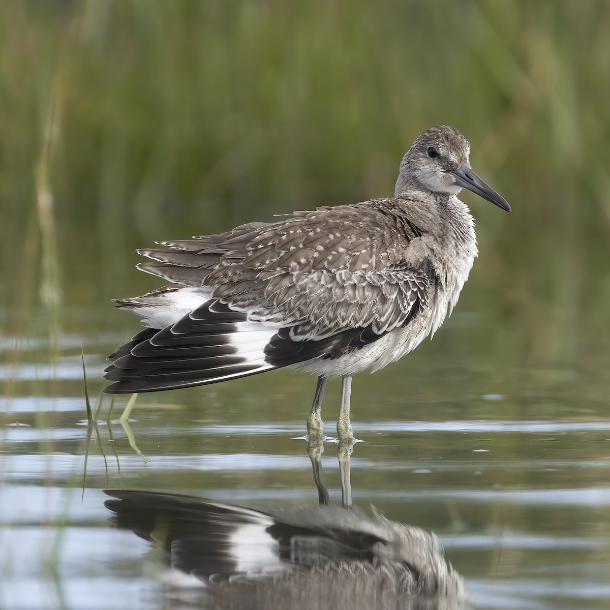 Willet - ML641215458