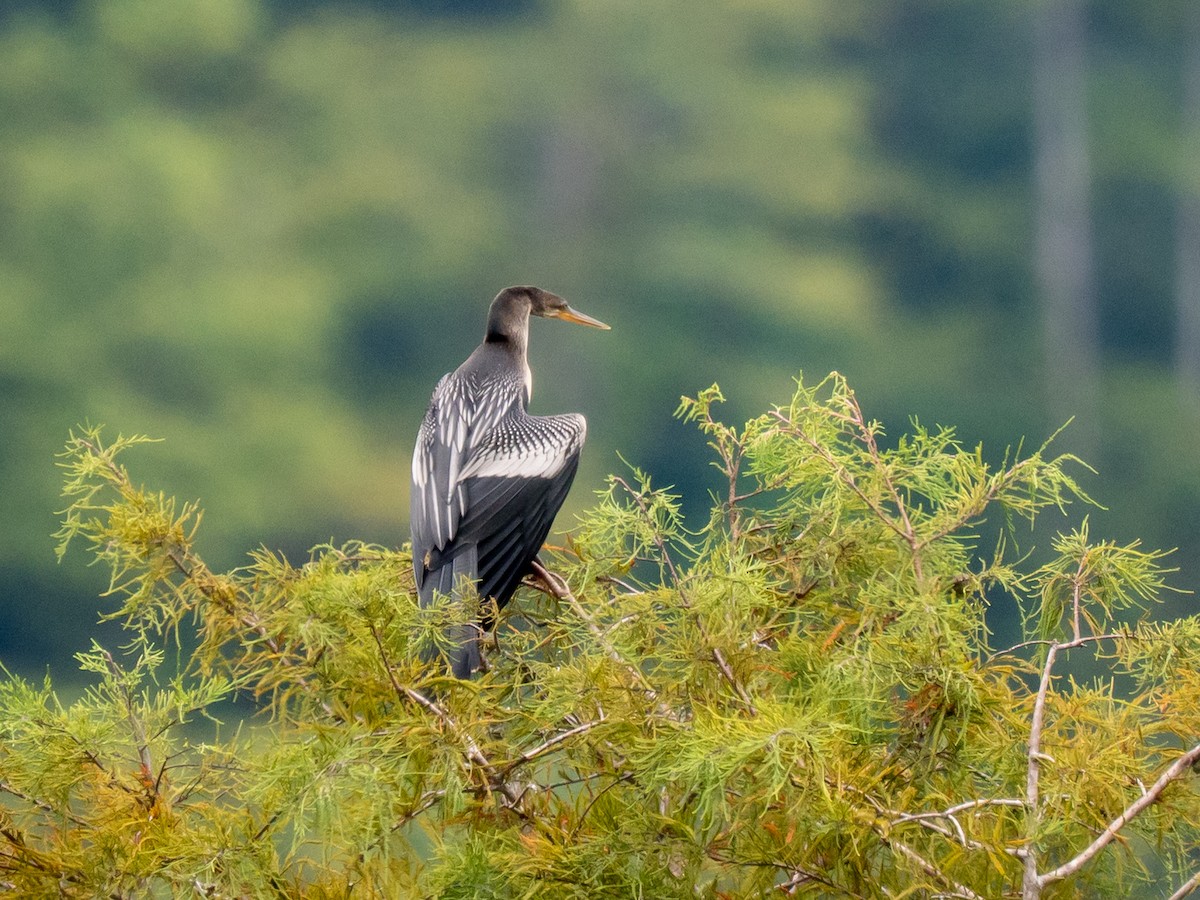 Anhinga - ML641215476