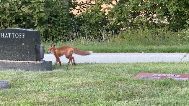 Animals - ML641215478