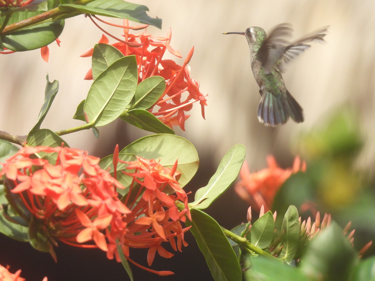 Turquoise-crowned Hummingbird - ML641215498