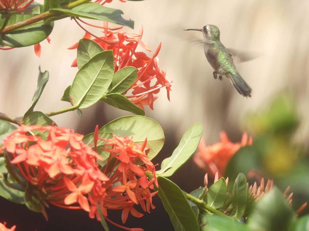 Turquoise-crowned Hummingbird - ML641215500
