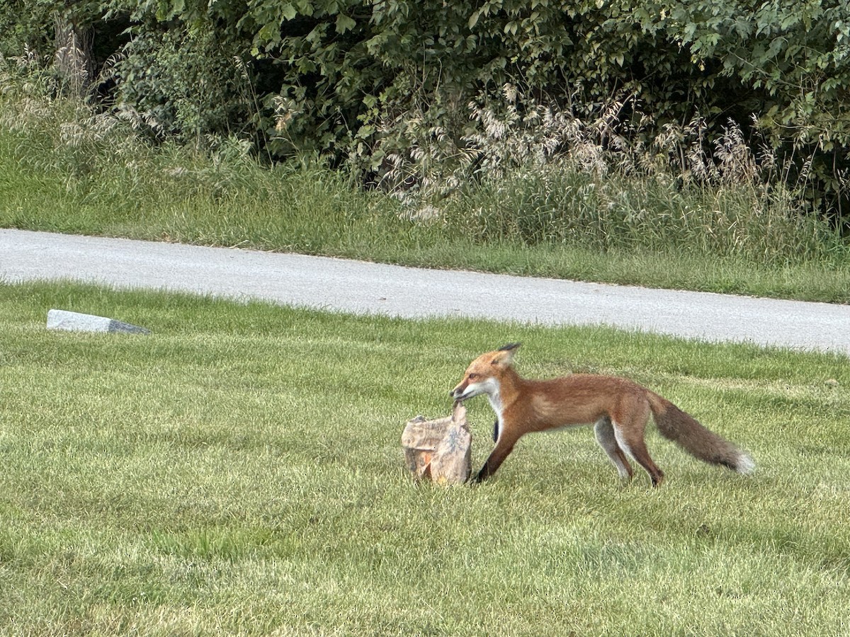 Animals - ML641215556