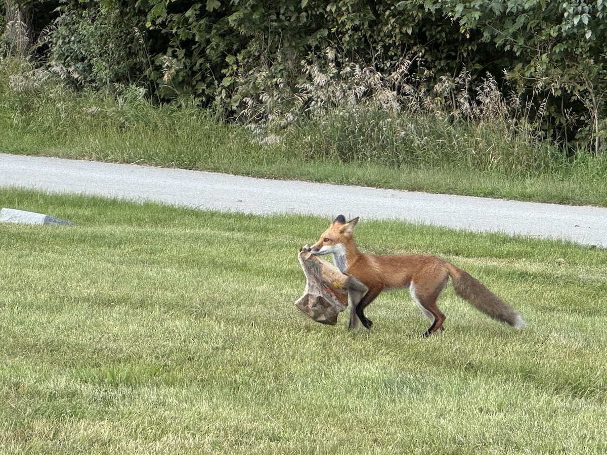 Animals - ML641215557