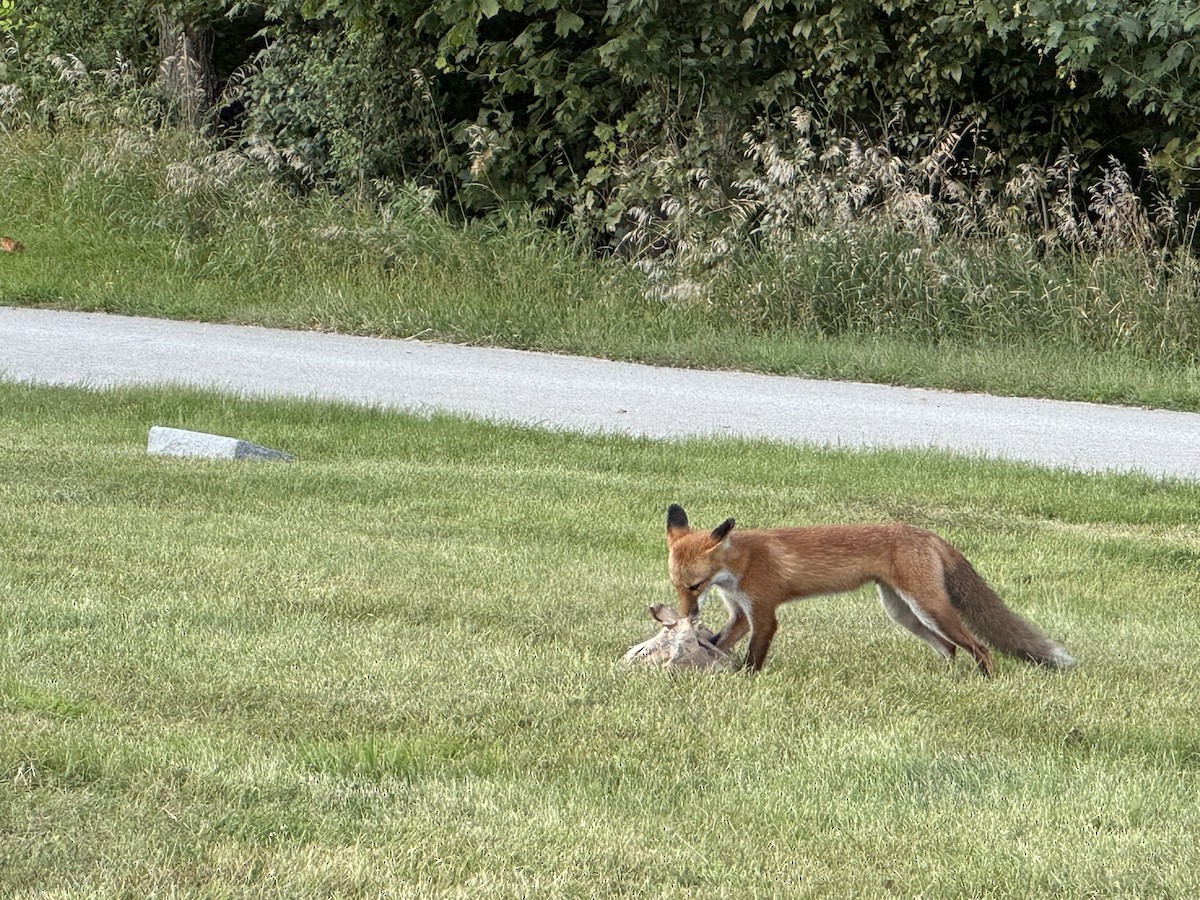 Animals - ML641215558