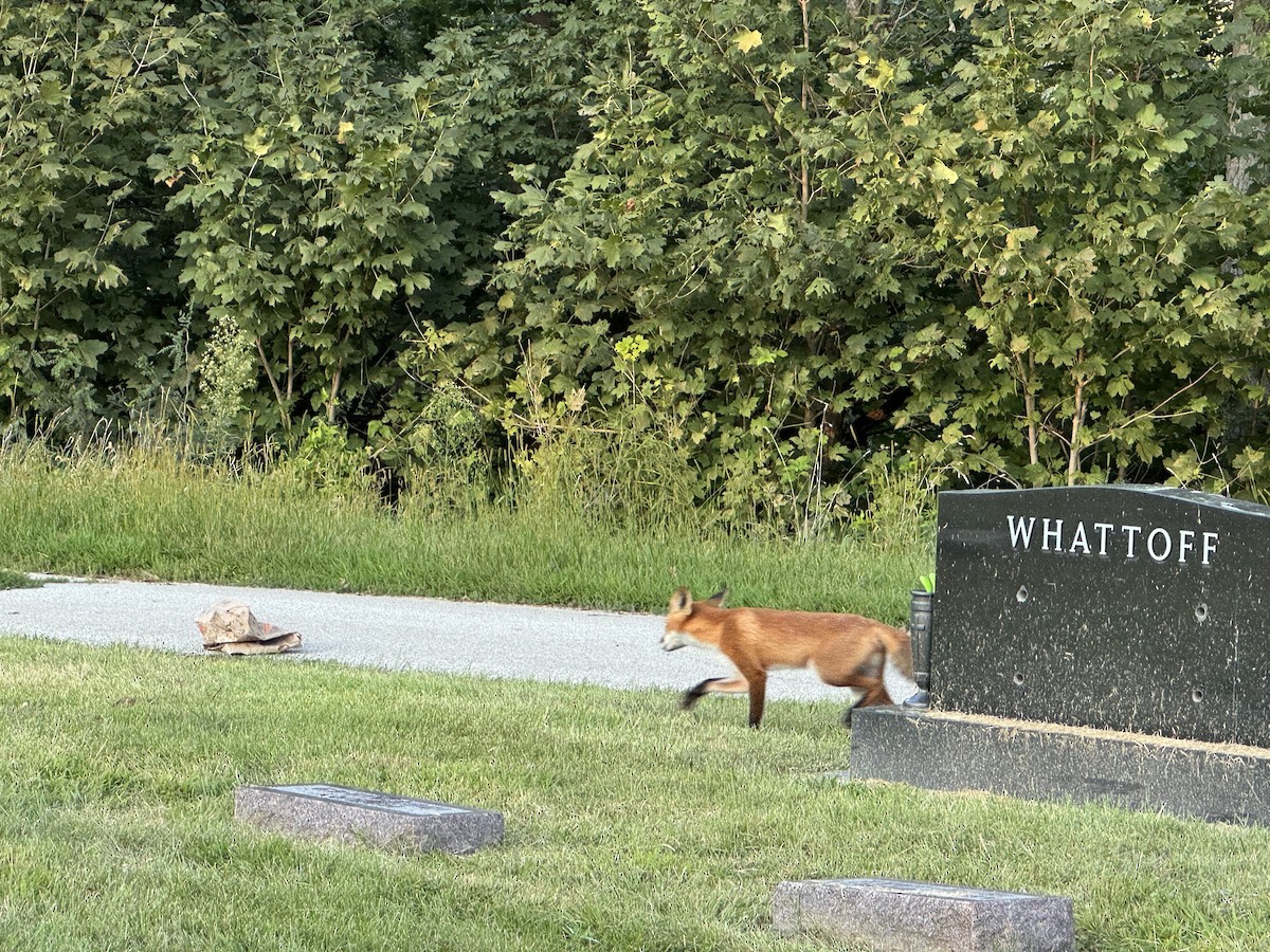 Animals - ML641215559