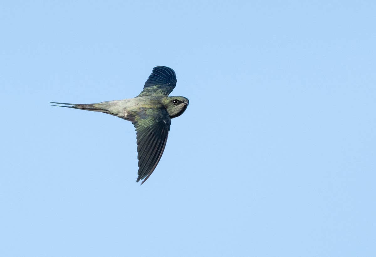 カンムリアマツバメ - ML641215561