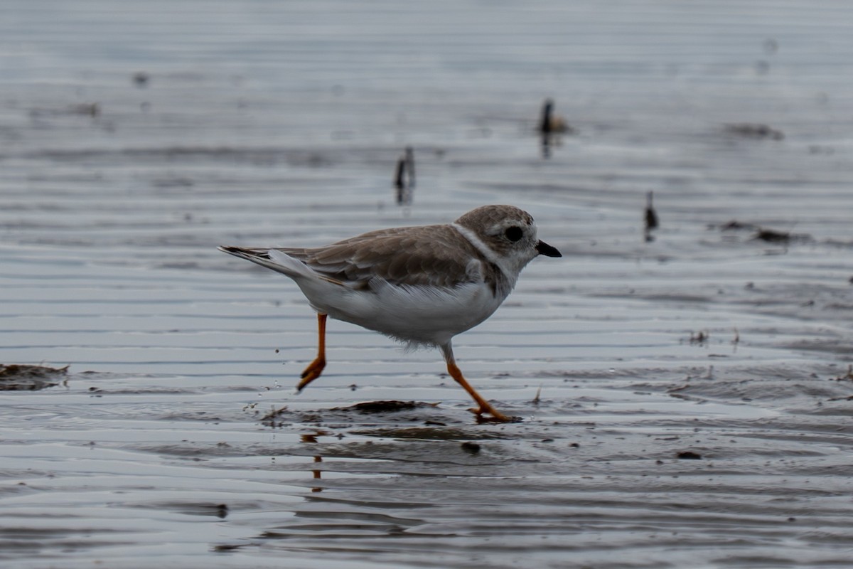 Piping Plover - ML641215608