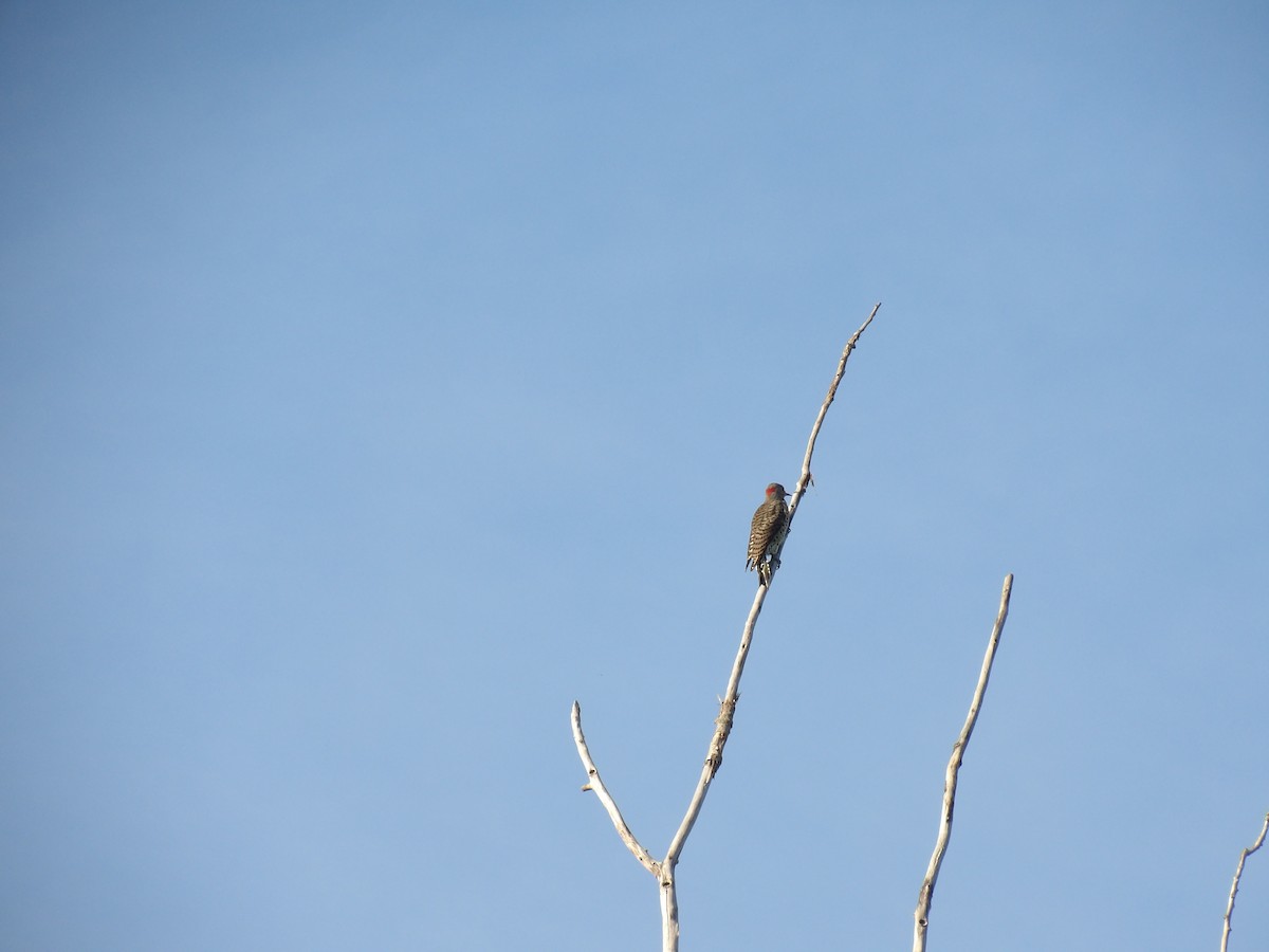 Northern Flicker - ML641215648