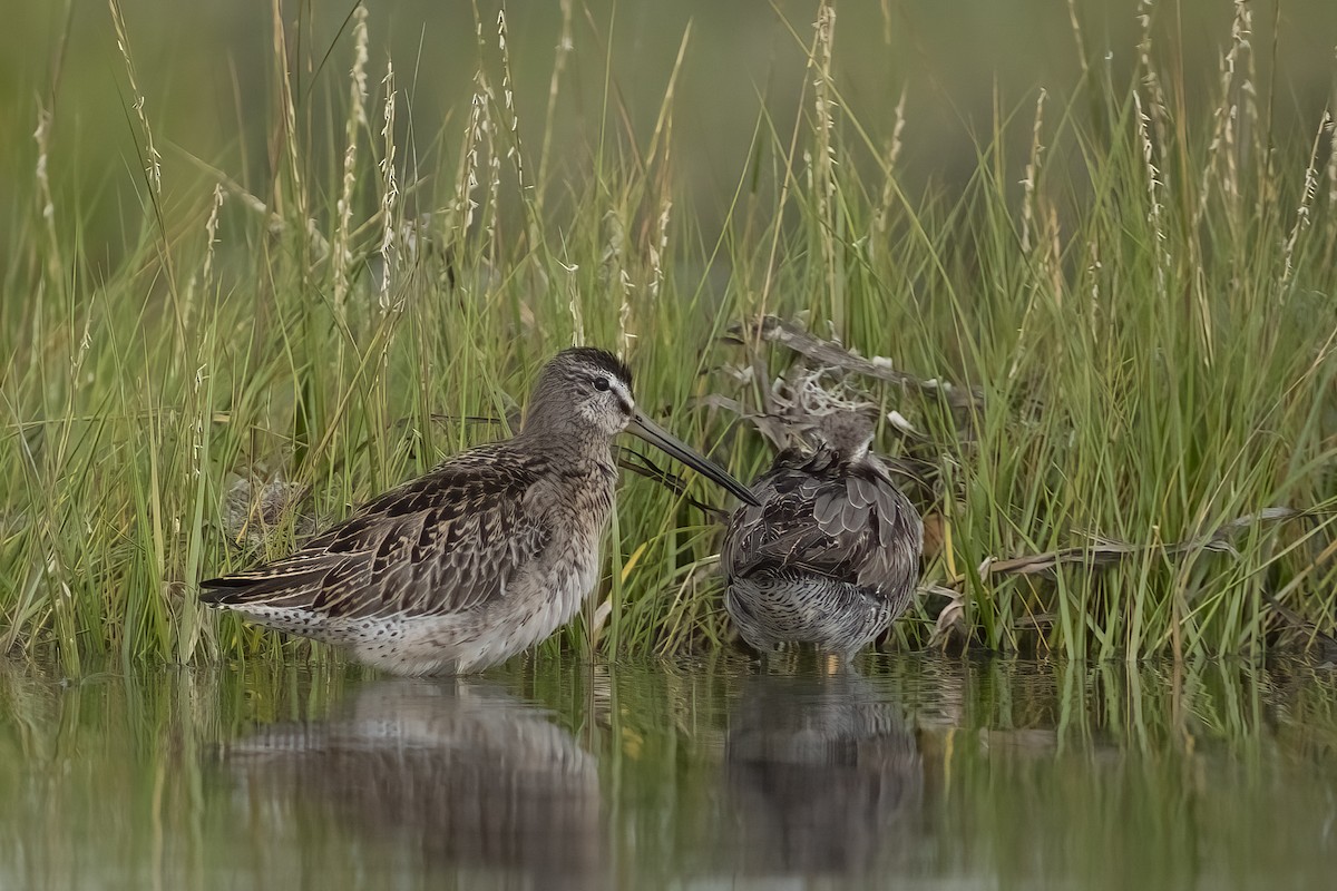 Short-billed Dowitcher - ML641215663