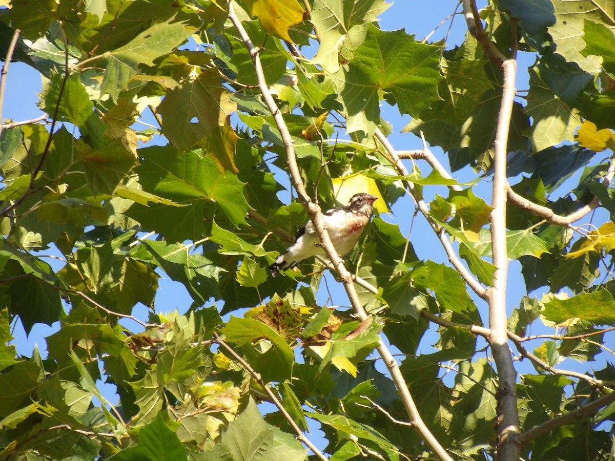 Rose-breasted Grosbeak - ML641215678