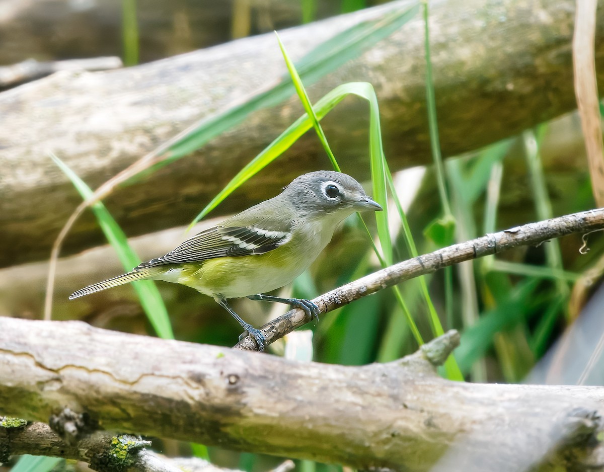 Blue-headed Vireo - ML641215696
