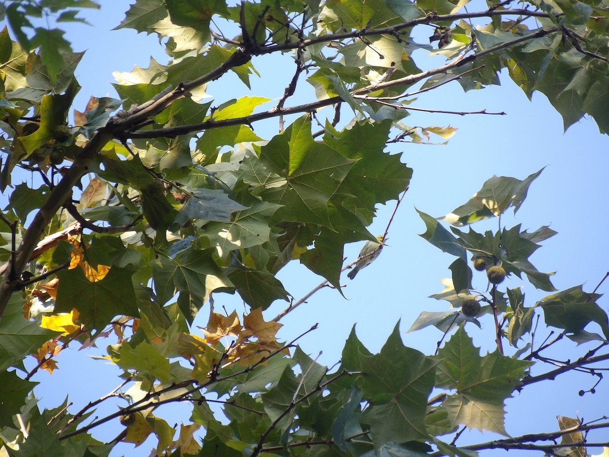 Black-throated Green Warbler - ML641215700