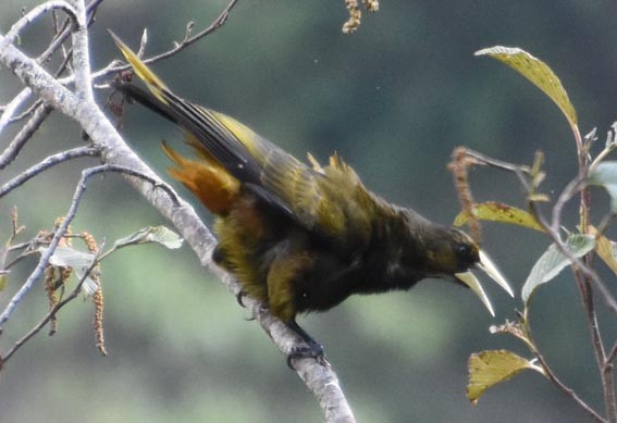 Dusky-green Oropendola - ML641215701