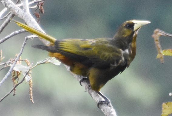 Dusky-green Oropendola - ML641215716