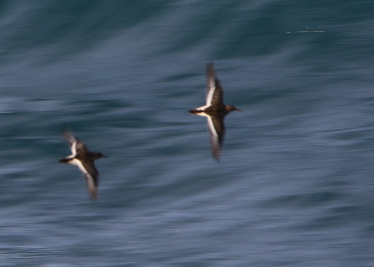 Rock Sandpiper - ML641215718