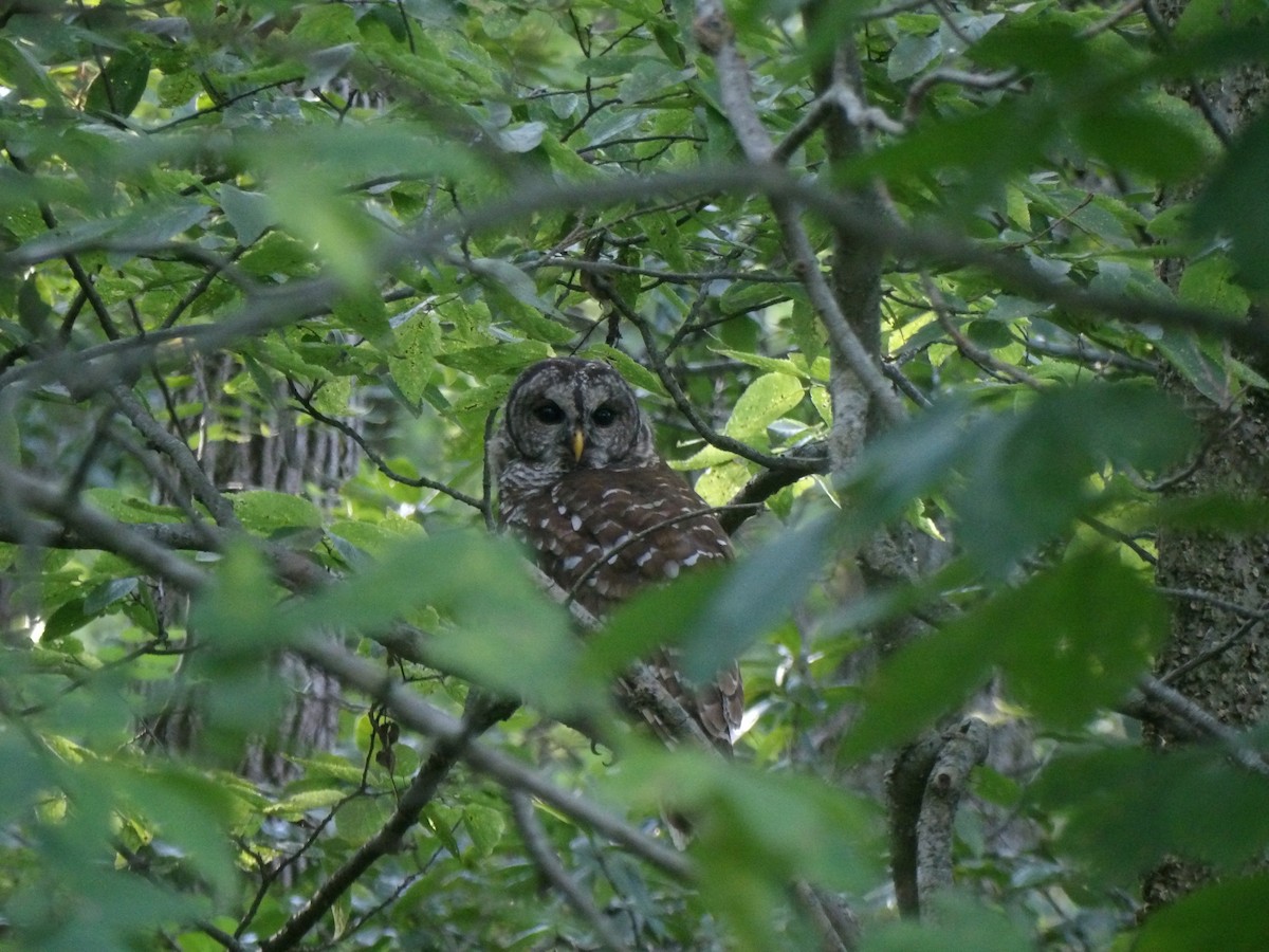 Barred Owl - ML641215721
