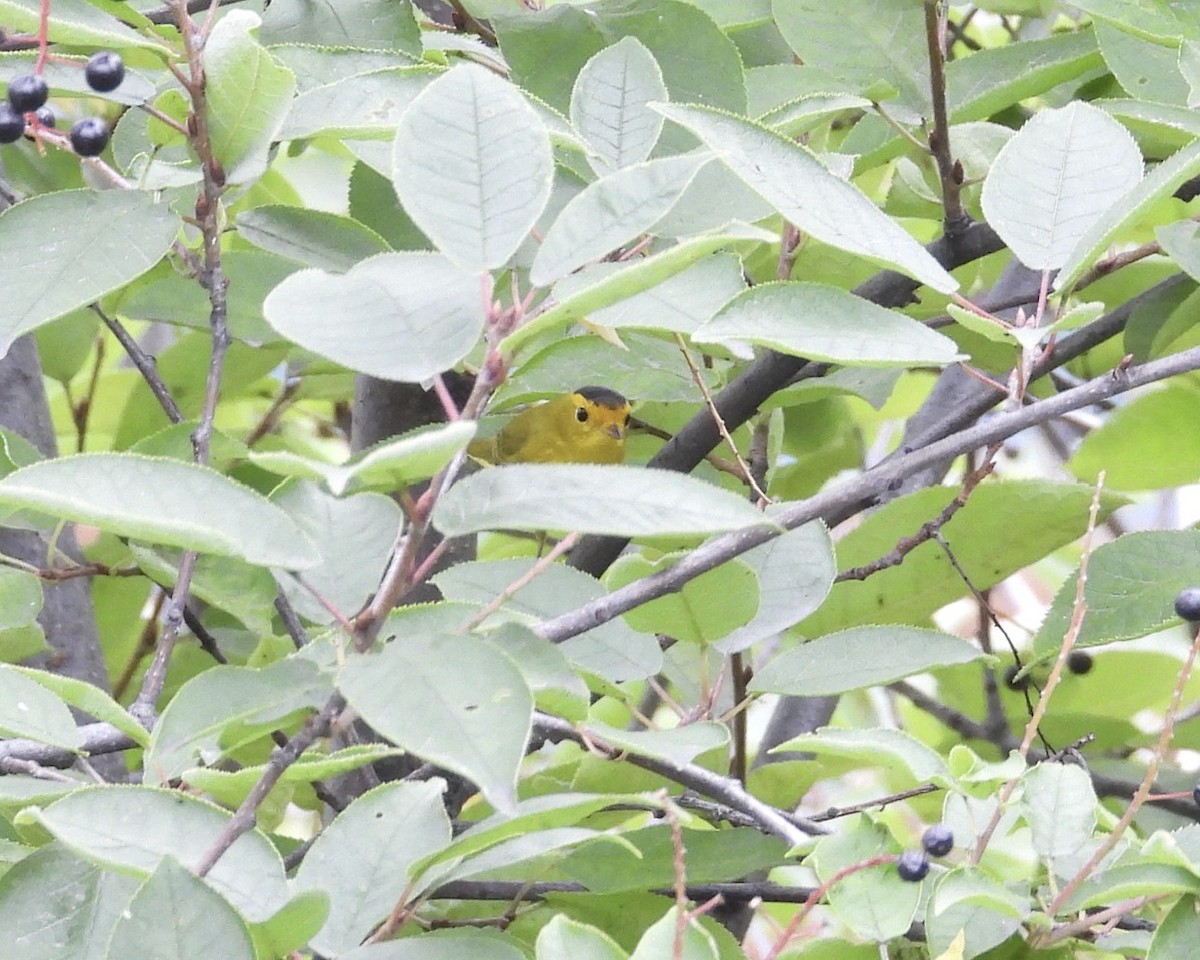 Wilson's Warbler - ML641215734