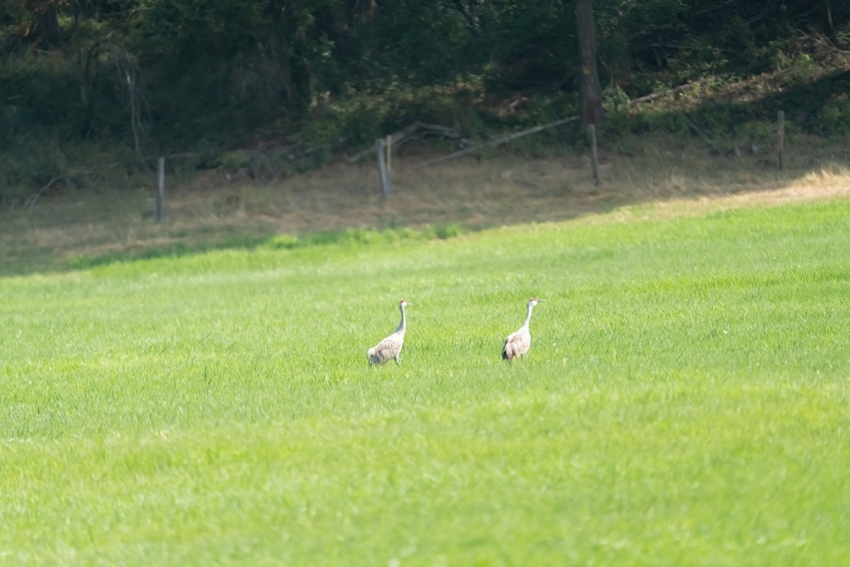 沙丘鶴 - ML641215735