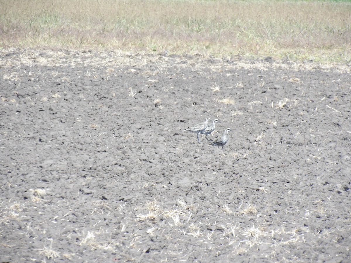 American Golden-Plover - ML641215741
