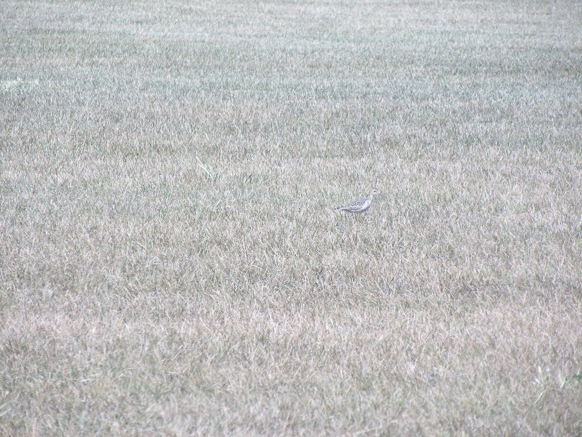 Buff-breasted Sandpiper - ML641215753